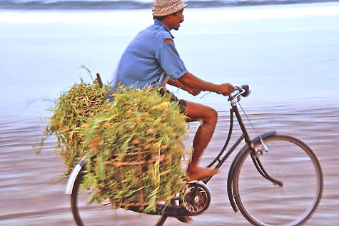 John Whisson: Balinese farmer on bicycle