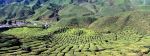 Cameron Highlands tea plantation.