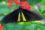 Butterfly of the Cameron Highlands