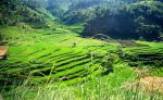Rice fields near Karangasem, Bali