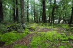 Mossy glade near Milford sound