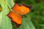 Butterfly of the Cameron Highlands