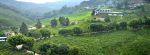 View of tea plantation near Tanah Rata
