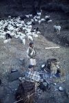 Nepalese shepherds