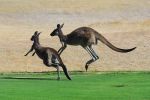 Kangaroos in flight.